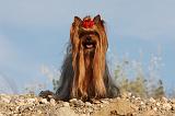 YORKSHIRE TERRIER 546